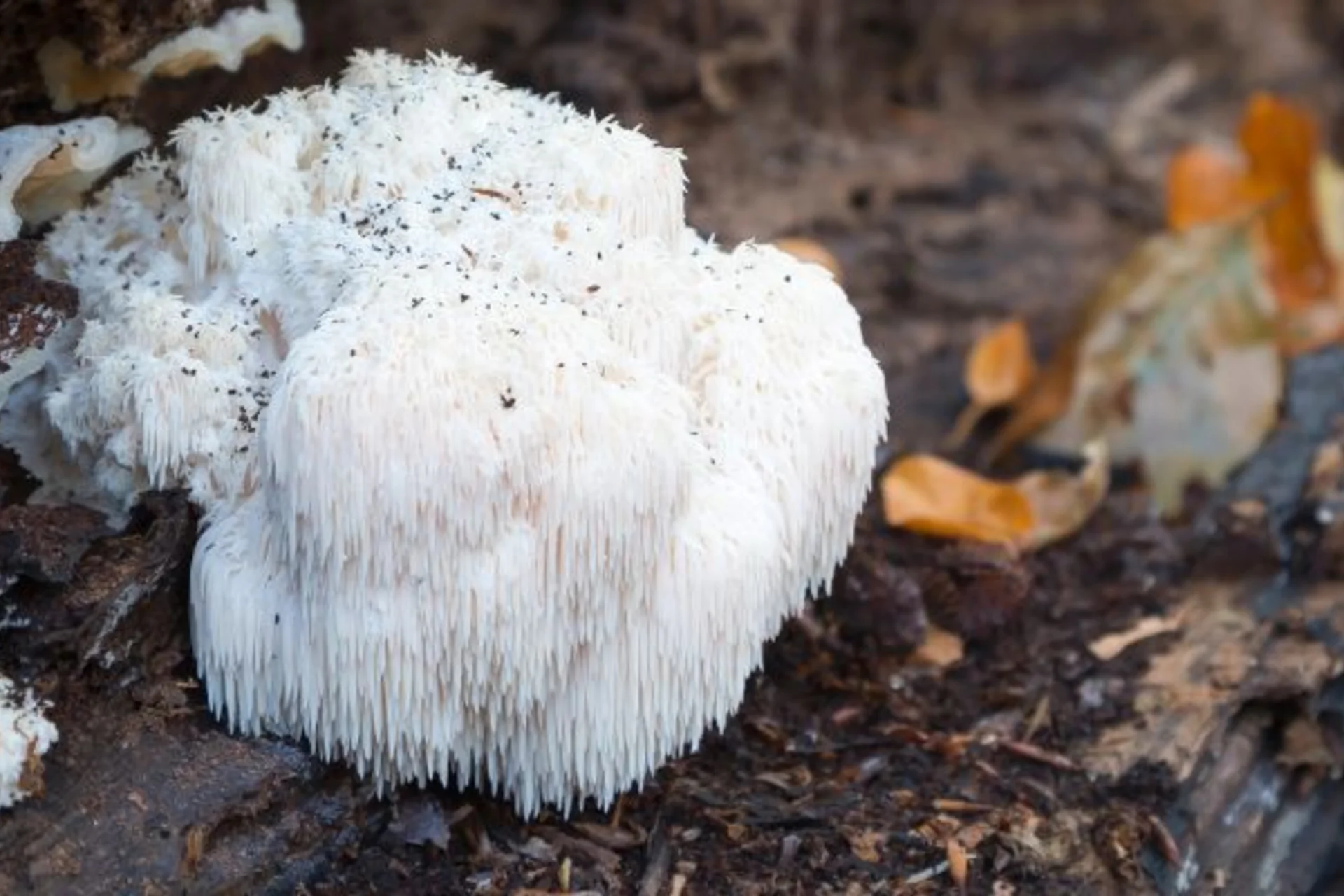 Lion's Mane mushroom supplement for cognitive support